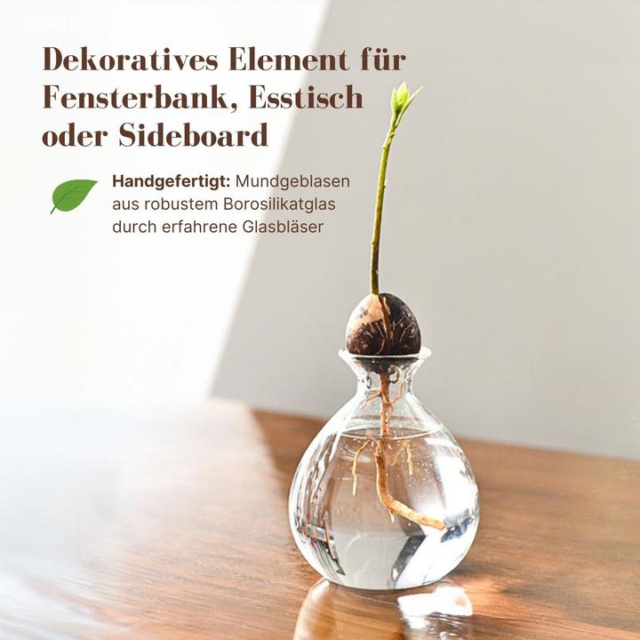 Produktbild Hermex Avocadobaum-Glas (10 cm)