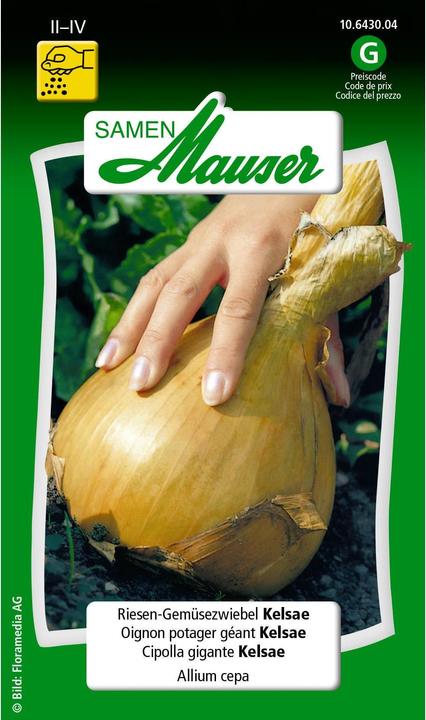 Samen Mauser Riesen-Gemüsezwiebel Kelsae (Blumenzwiebel)