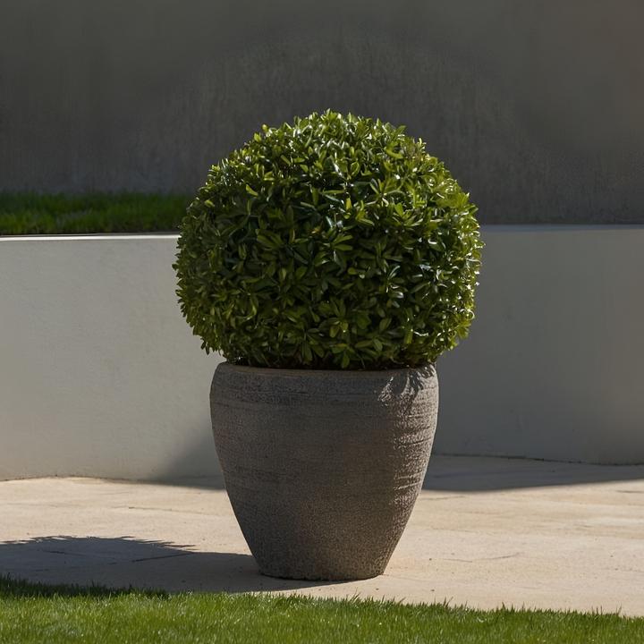 Actual product image Plant in a Box Ilex crenata 'Jenny' - Japanese holly (30 cm)