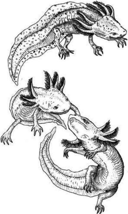 Produktbild Die ewige Jugend des Axolotls (Andrés Cota Hiriart, Deutsch)