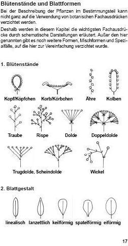 Produktbild Landschildkröten-Futterpflanzen (Deutsch, Ricarda Schramm, 2017)