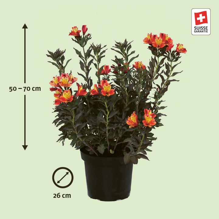 Produktbild Zulauf Alstroemeria 'Indian Summer' / Inkalilie 'Indian Summer' (50 cm)