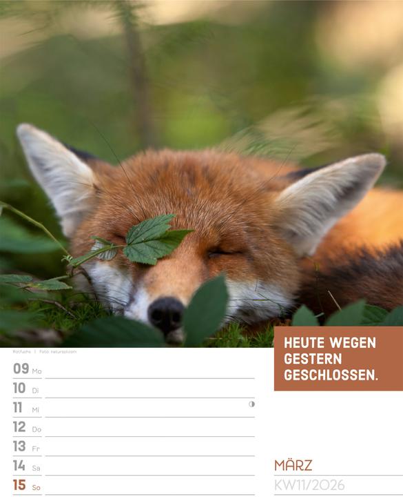 Produktbild Tierisch! Sprüchekalender - Wochenplaner Kalender 2026 (25 x 33 cm, Harter Einband, Deutsch)