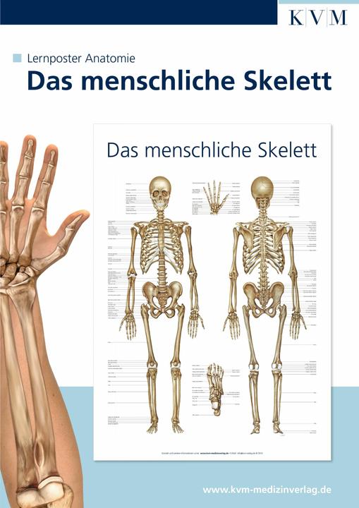 Produktbild Anatomie Lernposter. Das menschliche Skelett (40 x 60 cm)