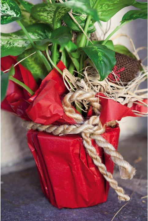 Actual product image Windhager Jute plait