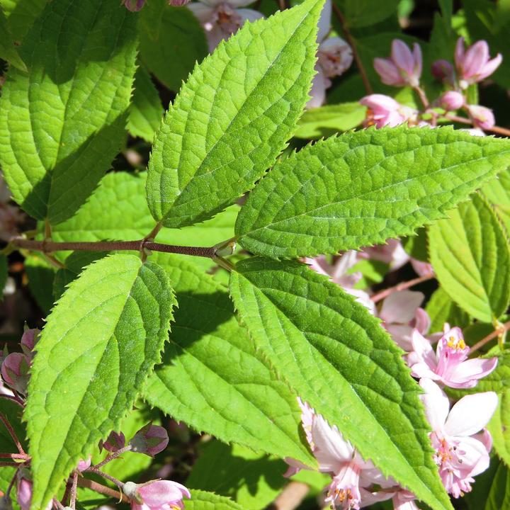 Actual product image Zulauf Rosen-Deutzie / Deutzia hyb. 'Mont Rose' (100 cm)