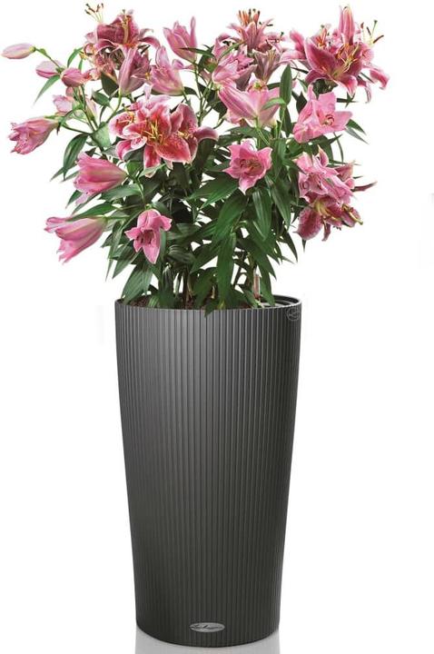 Actual product image Lechuza Cilindro 32 (32 cm)
