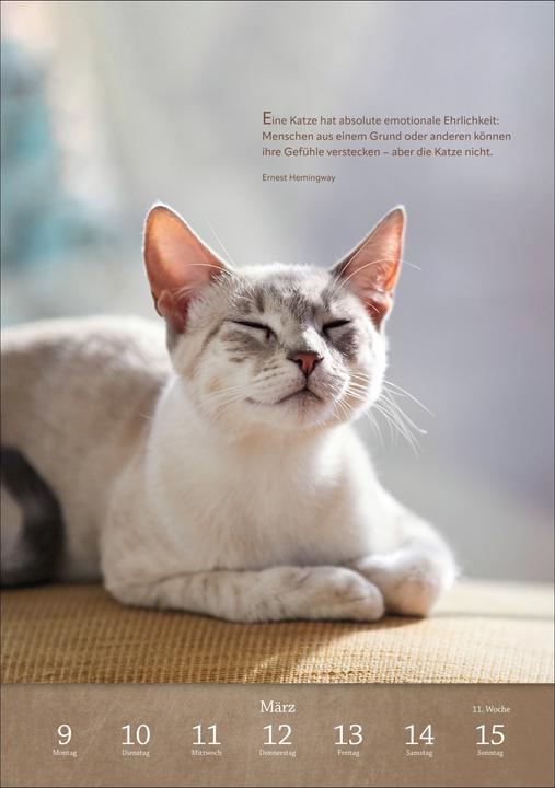 Actual product image Harenberg Literaturkalender Katzen Wochen-Kulturkalender 2026 (German)
