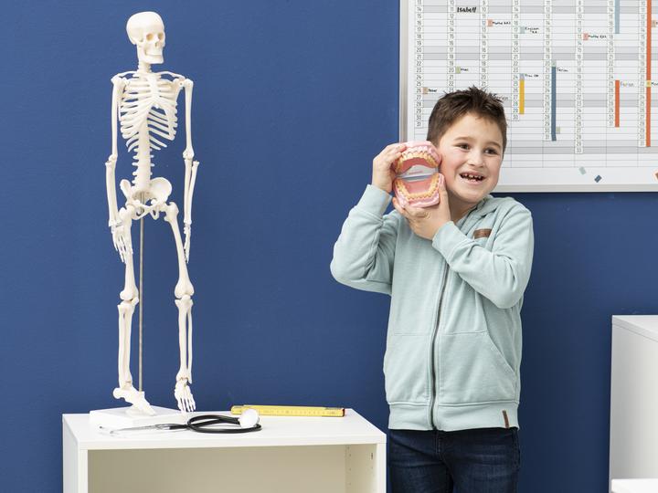 Actual product image Betzold Masticatory and dental model