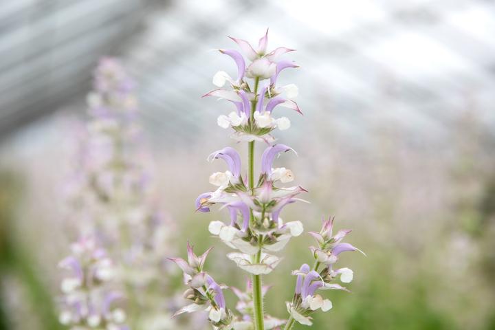 Produktbild Zollinger Bio Salbei (Salvia), Muskatellersalbei (zwei- bis mehrjährig) (Pflanzensamen)
