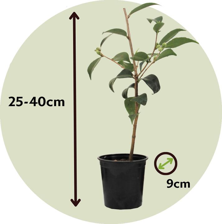Actual product image Plant in a Box Camellia japonica Bonomiana, Brush Field Yellow, Lady Campbell - Set of 6 Japanese roses (25 cm)