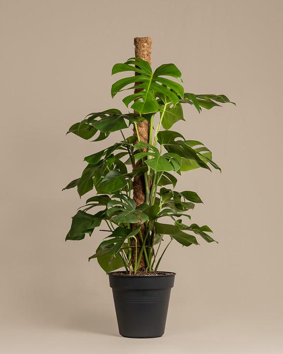 Image du produit feey Monstera XL (125 cm, Fraîchement rempotés)