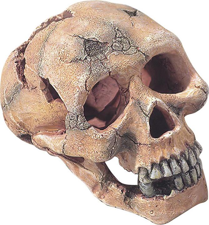 Produktbild Europet Dekor Totenkopf S 11cm (Dekoration, sonstige Gegenstände)