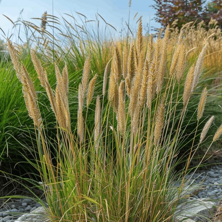 Produktbild Plant in a Box Calamagrostis acutiflora x 'Overdam' - 2er Set Straussgras (20 cm)