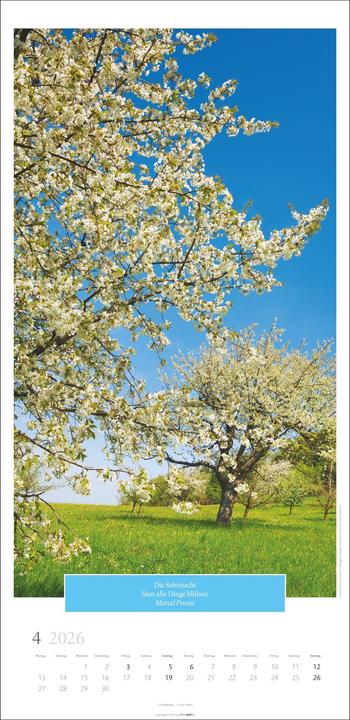 Produktbild Wunderwelt der Bäume Kalender 2026 (33 x 68 cm, Deutsch)