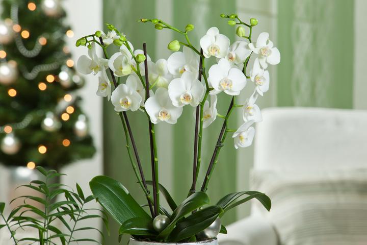 Produktbild Plant in a Box Phalaenopsis Multiflora - Schmetterlingsorchidee (35 cm)