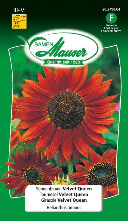 La reine de velours des tournesols (Graines de plantes)