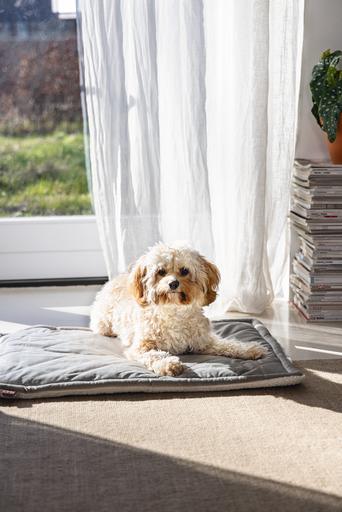 Actual product image Designed by Lotte Nalino (Dog)