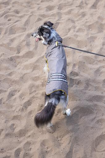 Actual product image Beeztees Dog Raincoat Seja (XL, Dog raincoat)