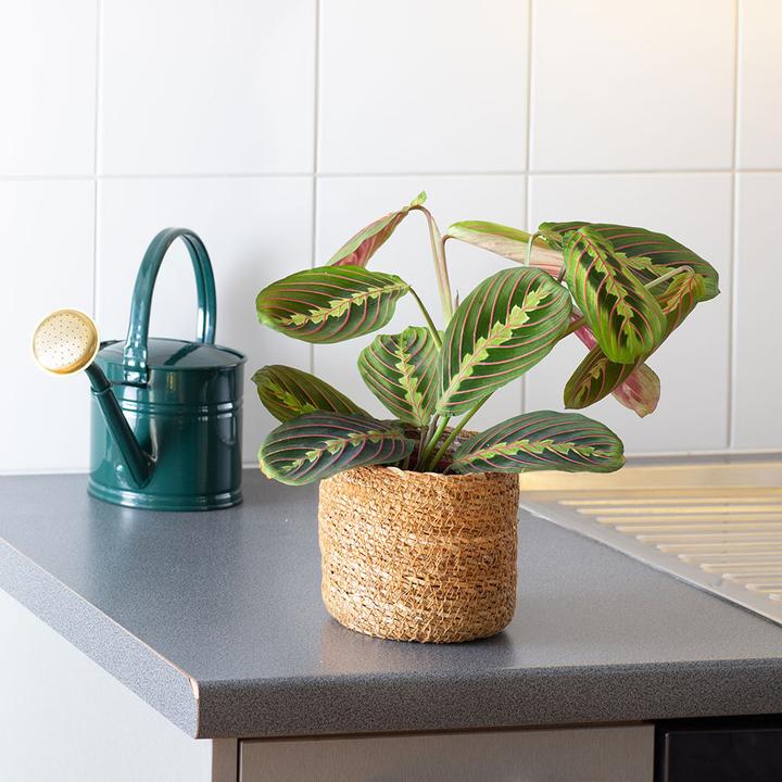 Produktbild VEG and the City Tanara Pfeilwurz - Maranta leuconeura tricolor (35 cm)