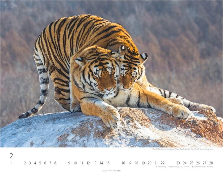 Actual product image Tiger Kalender 2026 (44 x 34 cm, Hardcover, German)
