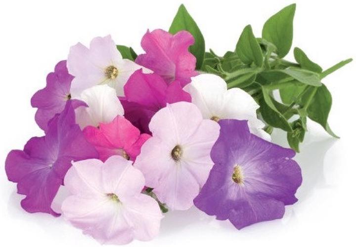 Produktbild Click and Grow Petunia (Blumensamen)