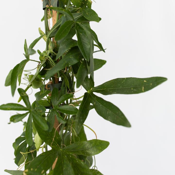 Actual product image Plant in a Box Passiflora caerulea 'Constance Elliott' - Passion flower (110 cm)