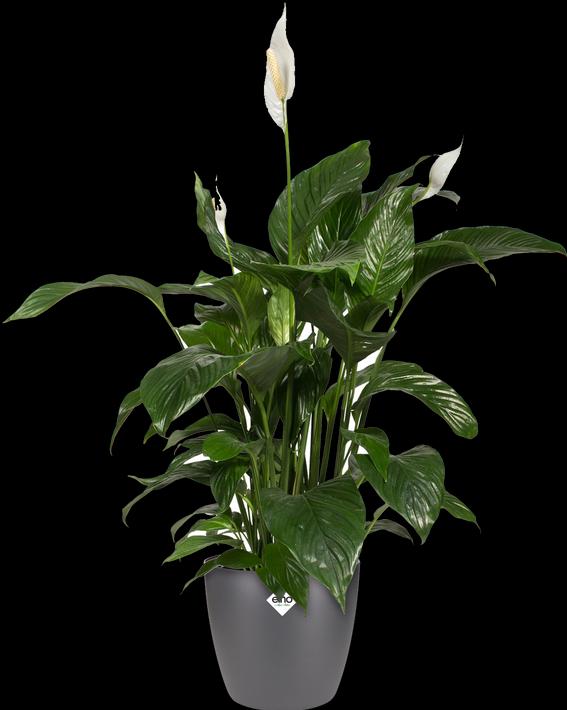 Produktbild Elho Brussels (29.50 cm)
