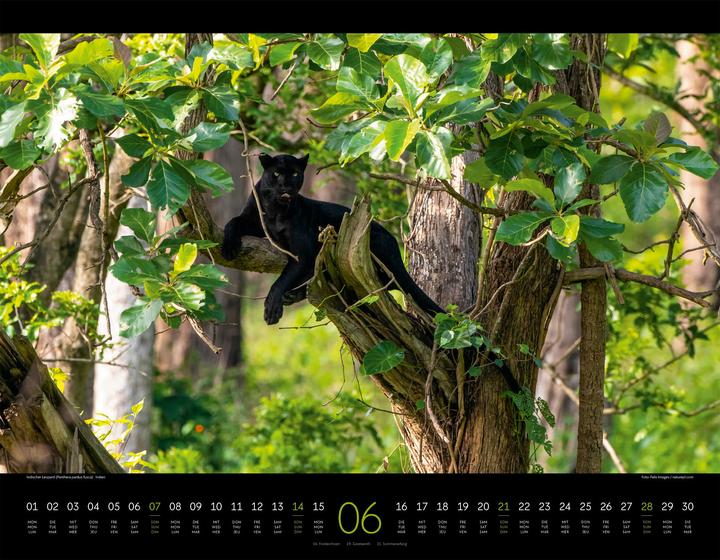 Image du produit Königreich der Katzen Kalender 2026 (54 x 42 cm, Anglais, Français, Allemand)