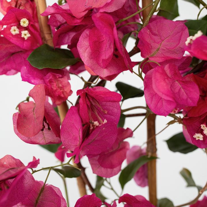 Actual product image Plant in a Box Bougainvillea (50 cm)