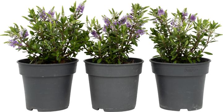 Produktbild Plant in a Box Hebe All Blooms 'Siara' - (30 cm)
