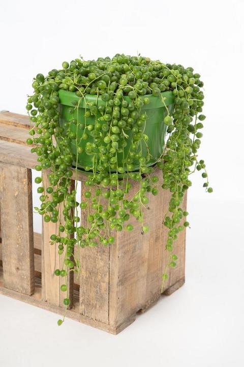 Immagine prodotto VEG and the City Jais (piselli sul nastro Senecio rowleynanus) (25 cm)