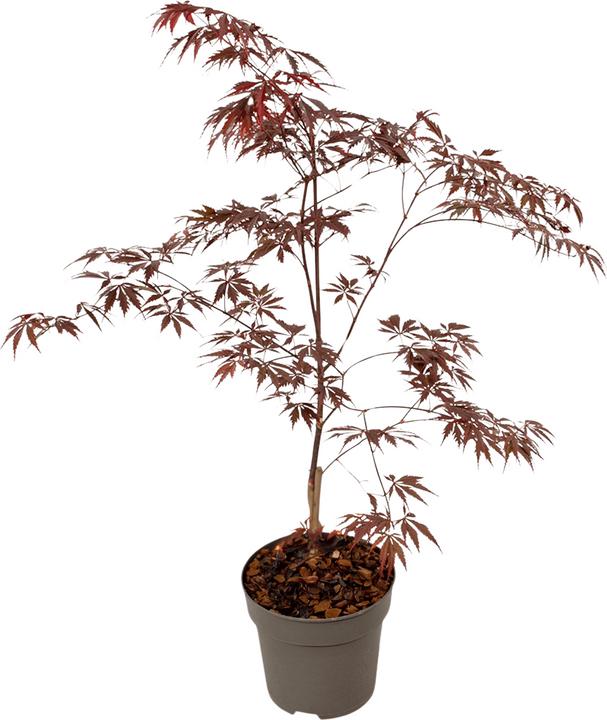 Produktbild Plant in a Box Acer Palmatum 'Black Lace' - Ahorn Baum (60 cm)