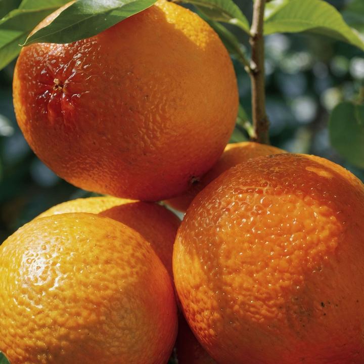Produktbild Plant in a Box Citrus aurantium Tarocco - (90 cm)