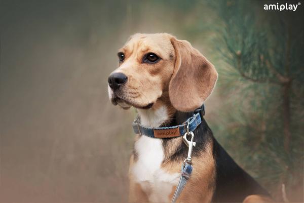 Actual product image amiplay Collar Denim S, 10mm/20-35cm, dark blue (S, Dog, General)