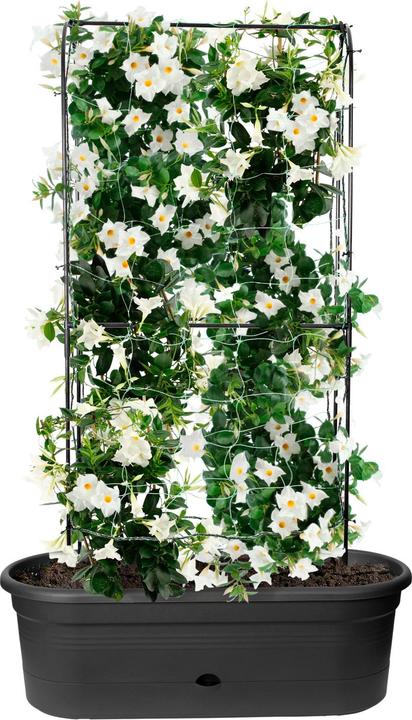 Actual product image Elho Green Basics (78 cm)