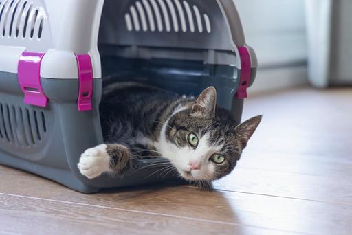 Immagine prodotto Beeztees Bz Travel Box Rhino Grigio/Rosa 51 (Cane, Pieghevole, Riflettori)