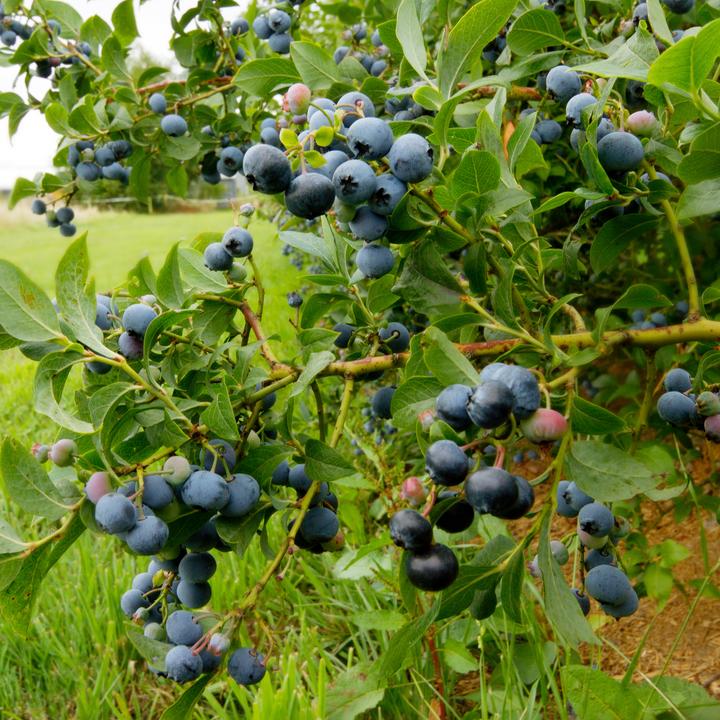 Immagine prodotto Plant in a Box Vaccinium corymbosum 'Sunshine Blue' - Set di 6 mirtilli (25 cm)
