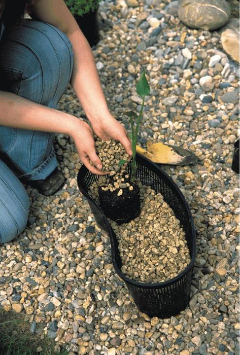Image du produit Oase Panier de plantation