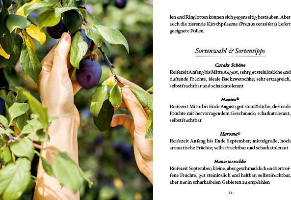 Produktbild Das grosse kleine Buch: Obstbäume in unserem Garten (Deutsch, Elke Papouschek, 2022)