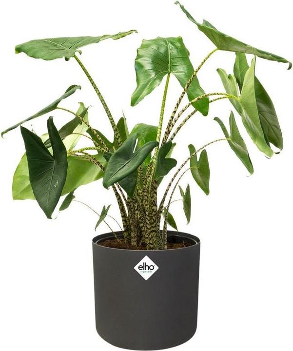 Produktbild Elho b.for soft (18.30 cm)