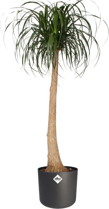 Produktbild Elho b.for soft (18.30 cm)