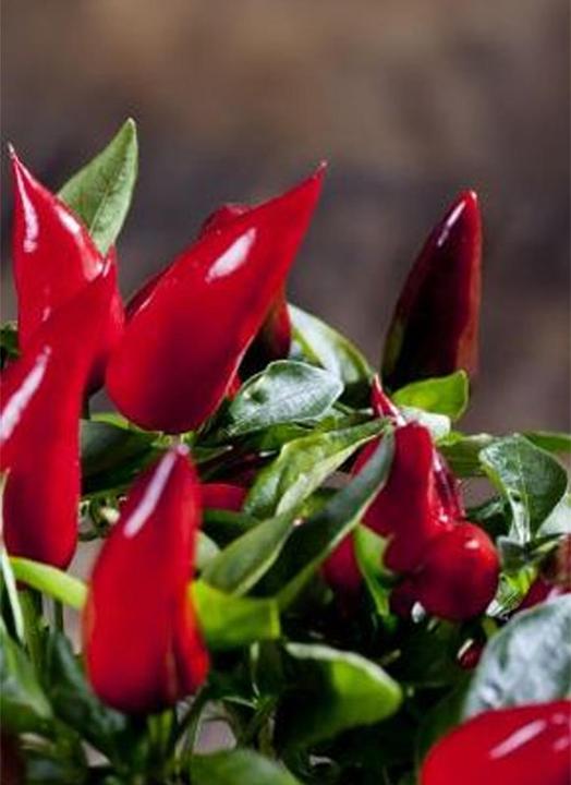 Tropica Chili - Birds-Eye ( Capsicum frutescens ) (Kiemen)
