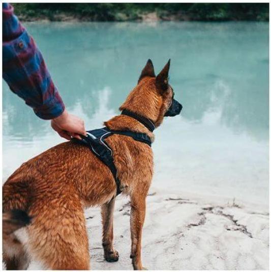 Produktbild Non-Stop Dogwear ROCK Atmungsaktiv Brustgeschirr Hundegeschirr (L, Hund, Allgemein)