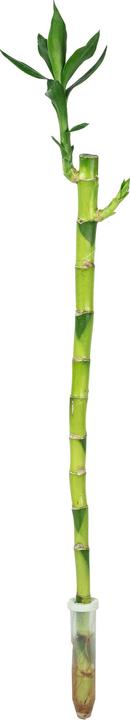 Produktbild Flowerbox Glücksbambus "Lucky Bamboo" - Dracaena Sanderiana (50 cm)