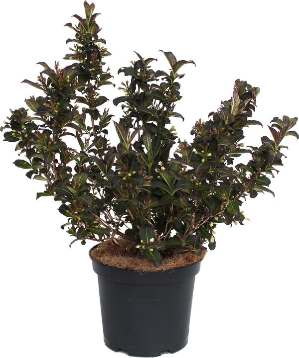 Produktbild Zulauf Weigelie / Weigela florida 'Ebony and Ivory'® (40 cm)
