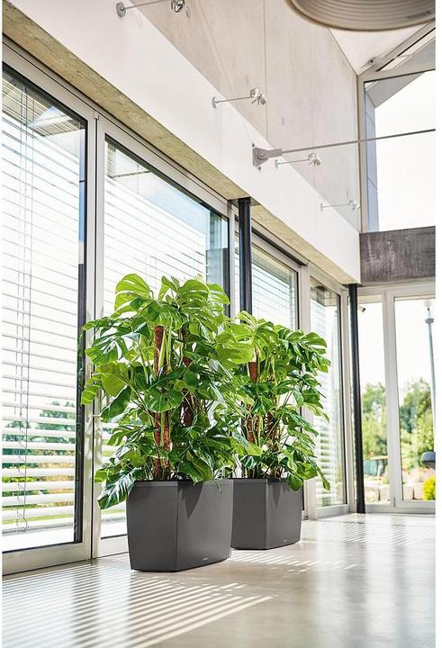 Actual product image Lechuza Cararo (30 cm)