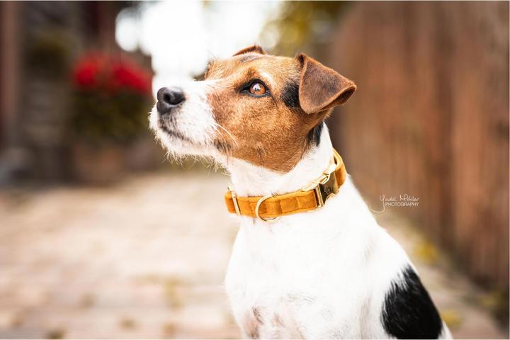 Produktbild Kentucky Dogwear Hundehalsband velvet (L, Hund, Hundesport)