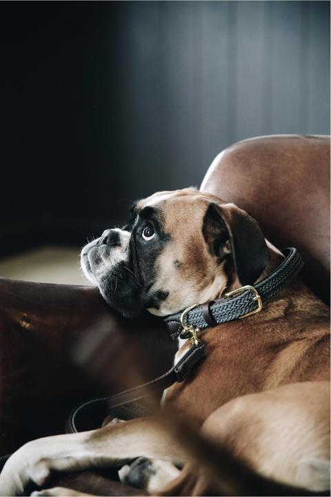 Produktbild Kentucky Dogwear Hundehalsband Nylon geflochten (L, Hund, Allgemein)