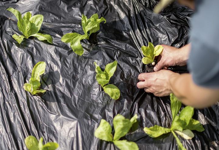 Produktbild Stocker Garden Stocker Biologisch abbaubare Mulchfolie 1,4 x 10m